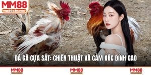 Đá Gà cựa sắt