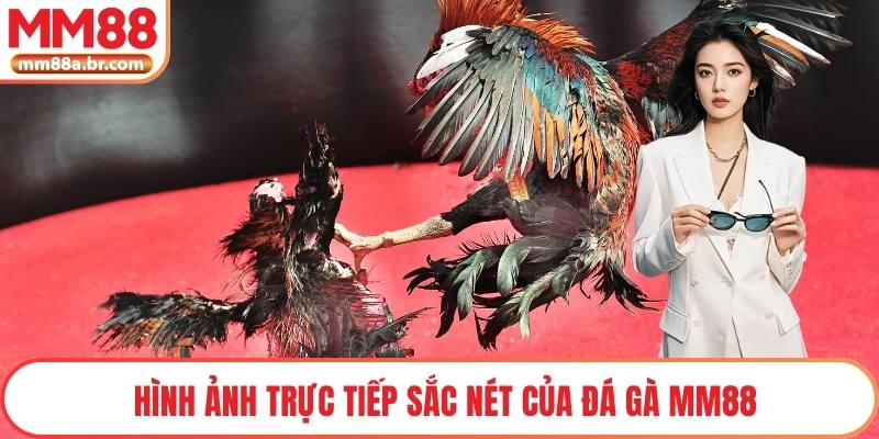 Hình ảnh trực tiếp sắc nét của đá gà MM88