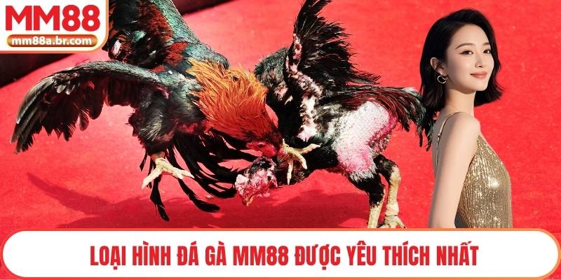 Loại hình đá gà MM88 được yêu thích nhất