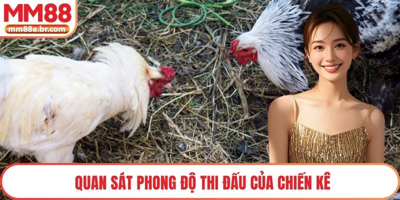 Quan sát phong độ thi đấu của chiến kê