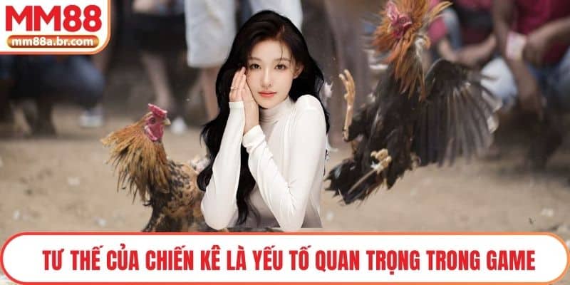 Tư thế của chiến kê là yếu tố quan trọng trong game
